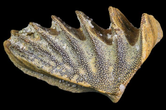 Cretaceous Lungfish (Ceratodus) Tooth Plate #81174